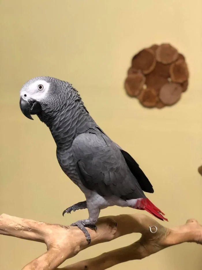 Congo African Grey Parrot for sale