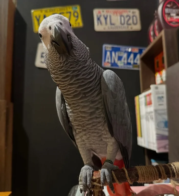 Congo African Grey Parrot for sale