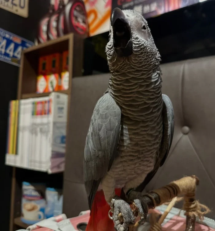Congo African Grey Parrot for sale