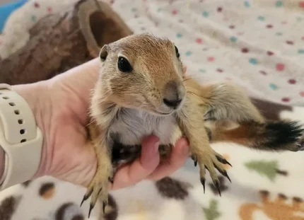 Male Baby Prairie Dog Pup