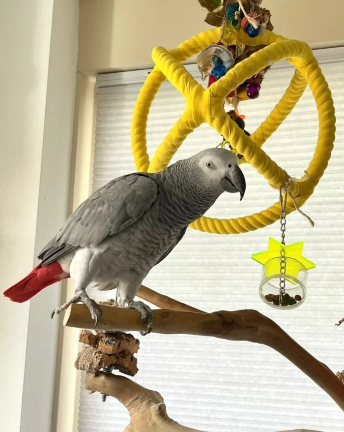 Congo African Grey Parrot for sale