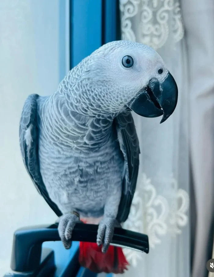 Congo African Grey Parrot for sale