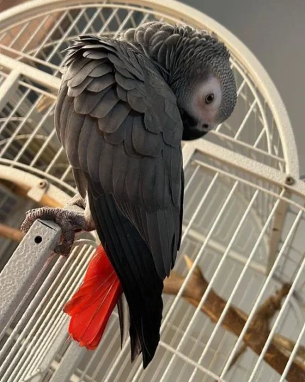 Congo African Grey Parrot for sale