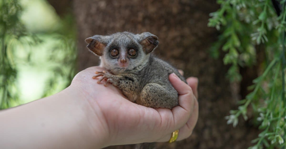 Galago large ears night vision close-up