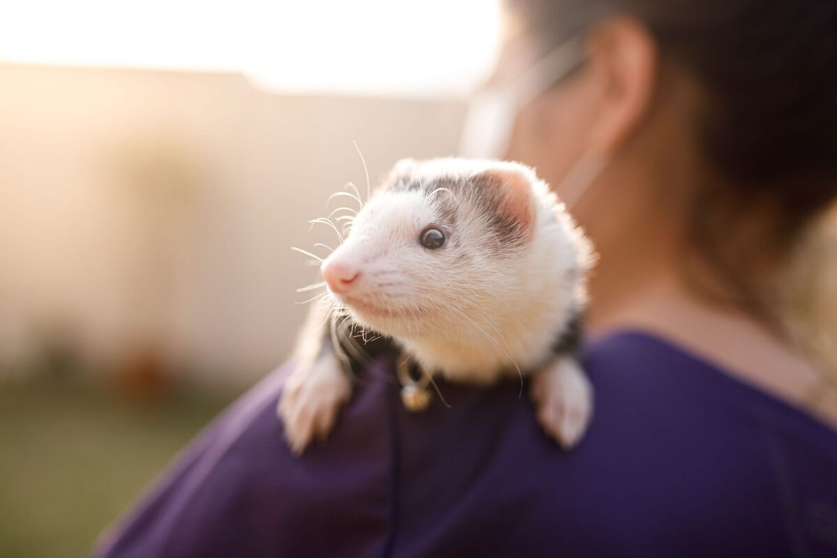 buying exotic animals safely