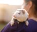 buying exotic animals safely