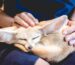fennec fox