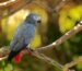 African Grey parrots