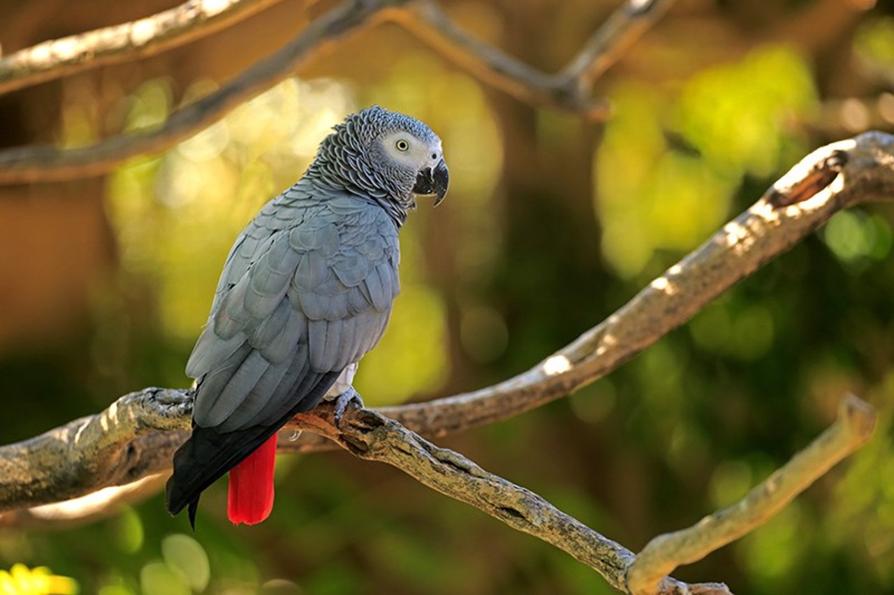 African Grey parrots