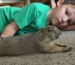 Pet Prairie Dogs