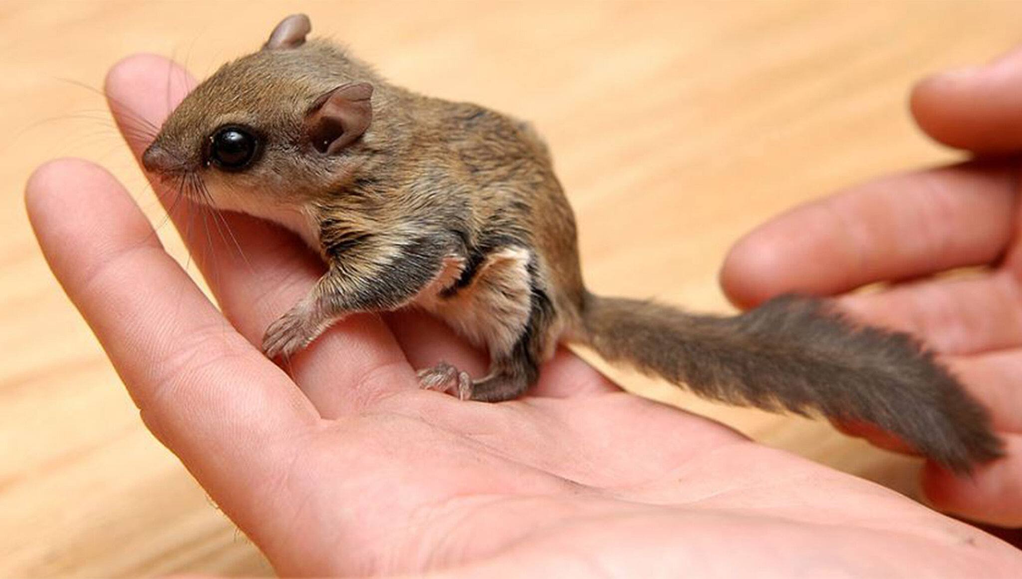 Flying Squirrels as Pets